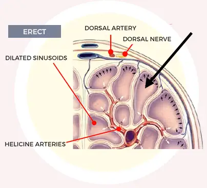 blood-flow-after