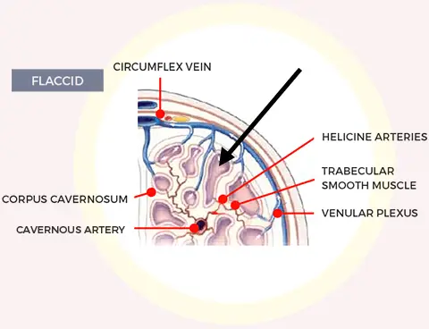 blood-flow-before