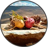 Cnidium Monnieri Root